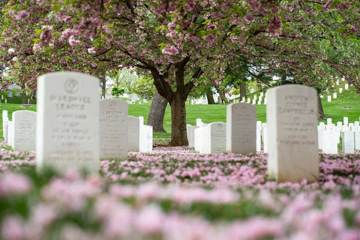 White marble headstones rise in soft rows beneath a blooming pink cherry tree, with fallen petals carpeting the grass in spring. The low, shallow-focus composition makes the nearest stones blur against the delicate canopy and rolling green hillside beyond.