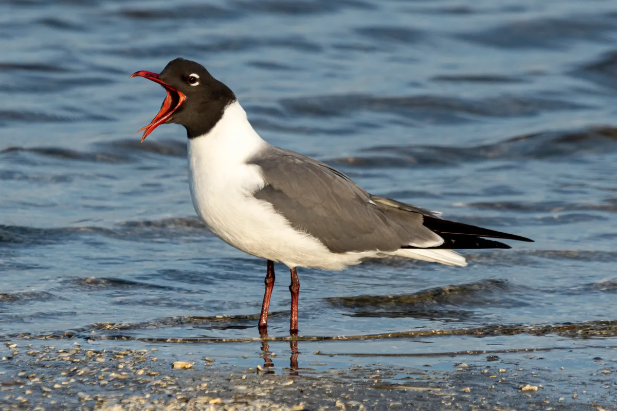 A laughing gull stands in shallow surf at Assateague Island, its black head and red bill sharply lit against rippling blue water. The bird is caught mid-call with its reflection visible in the wet sand and low waves around its legs.