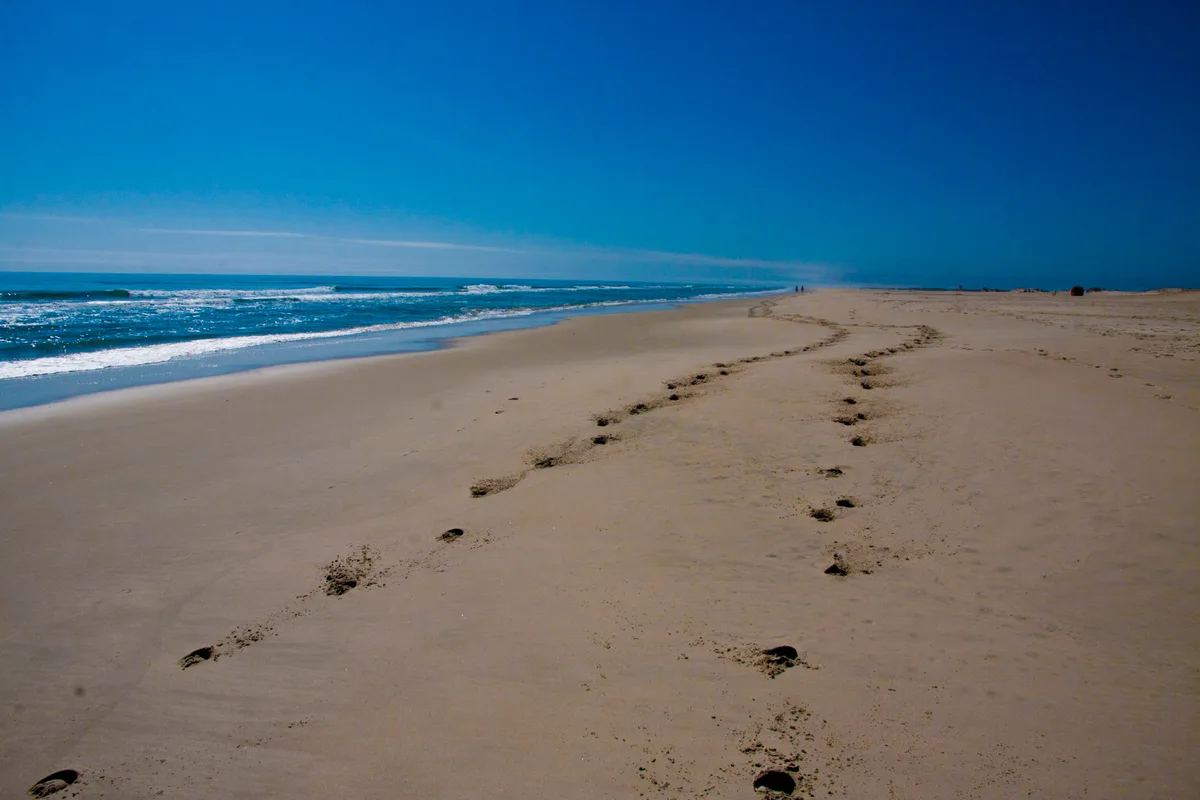 Wide, empty Assateague beach under a clear deep-blue sky, with low waves curling along the left edge and a broad sweep of pale sand stretching into the distance. A line of hoofprints and disturbed sand crosses the foreground, leading toward tiny figures on the horizon.