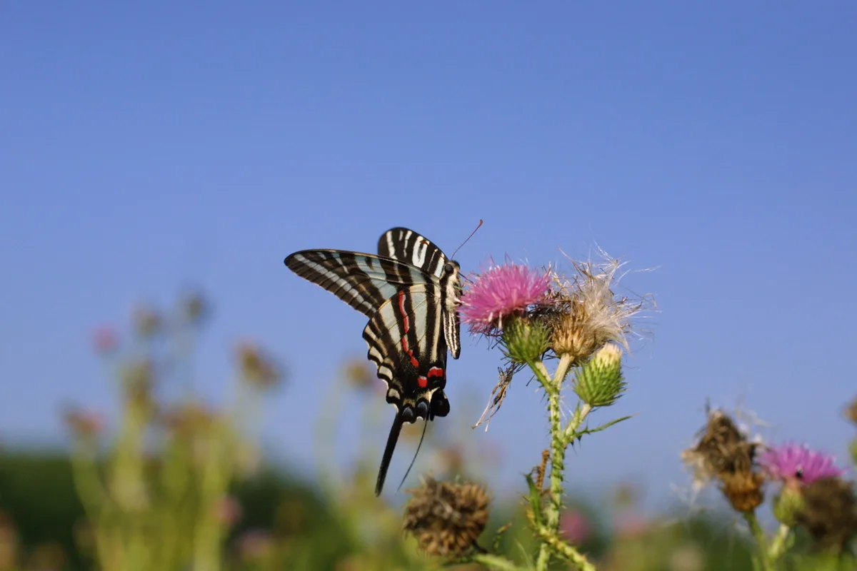 A zebra swallowtail butterfly hovers at a pink thistle bloom, its black-and-white striped wings sharply detailed against a clear blue sky. Softly blurred meadow wildflowers fill the foreground and background, giving the scene a bright, summer feel.