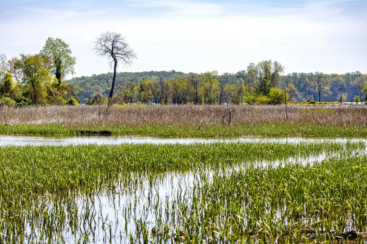 Sunlit wetlands spread across the foreground, with bright green grasses and shallow reflective water leading to a band of reeds and spring trees. A tall bare tree stands near the center against a hazy Blue Ridge backdrop under a pale blue sky.