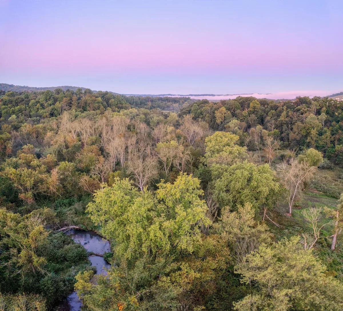 Aerial view over a dense green floodplain forest at golden hour, with a narrow creek winding through the trees and low mist or fog hanging along the distant horizon. The sky fades from pale blue to pink above the wooded preserve.