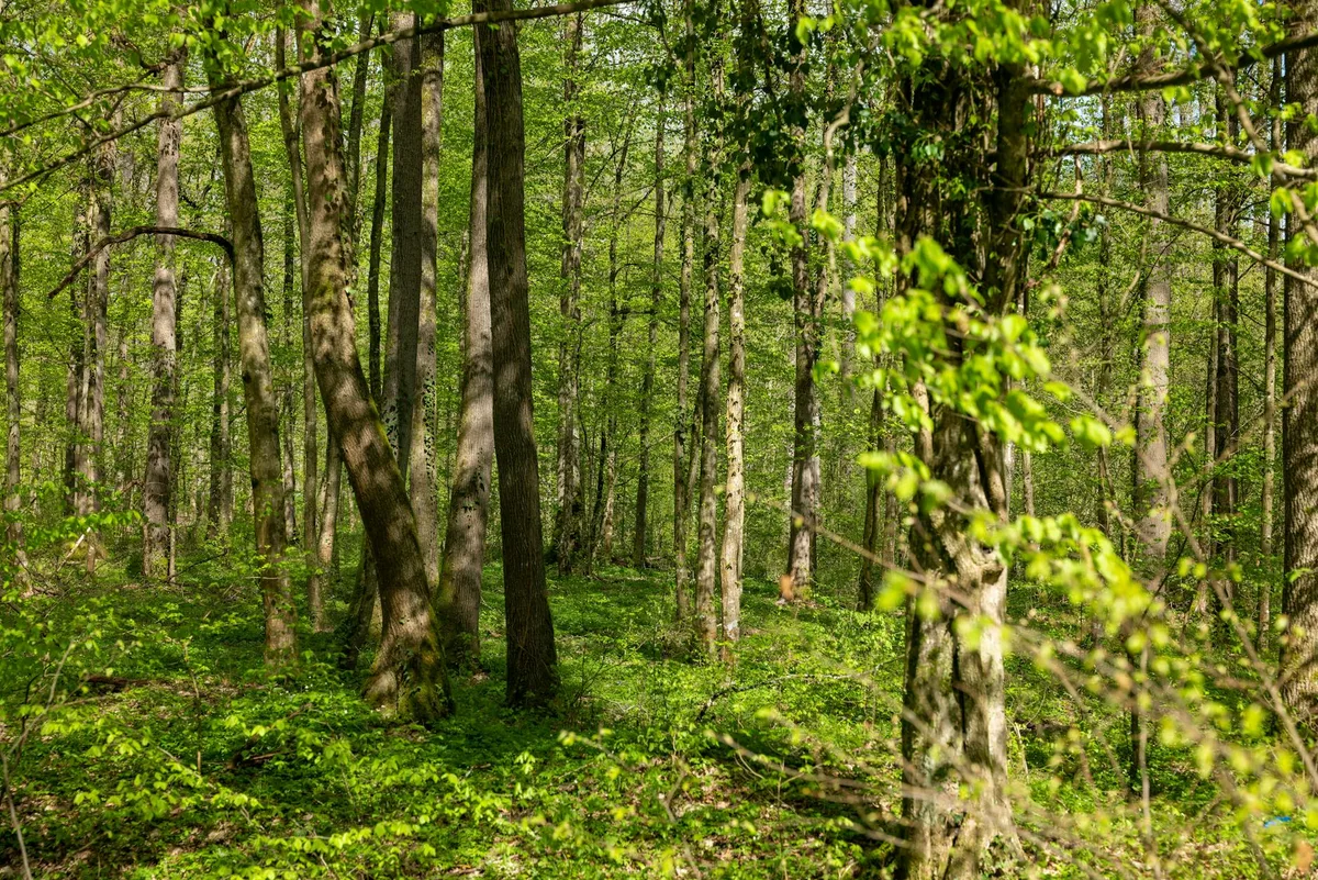 Sunlit spring woodland at Banshee Reeks, with tall straight trunks rising from a carpet of bright green understory and fresh leaves filling the frame. Dappled light gives the forest a lush, quiet feel.