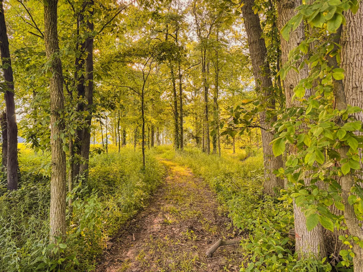 A narrow dirt trail winds through a sunlit woodland edge at golden hour, with tall trunks, bright green leaves, and dense undergrowth glowing in warm yellow light. The path leads toward a more open meadow beyond the trees, creating a peaceful, pastoral feel.