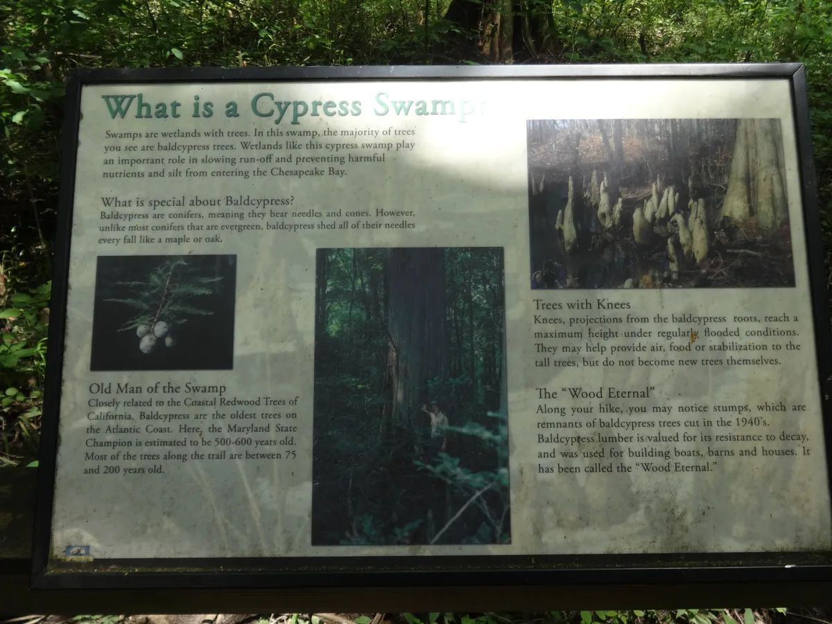 Battle Creek Cypress Swamp