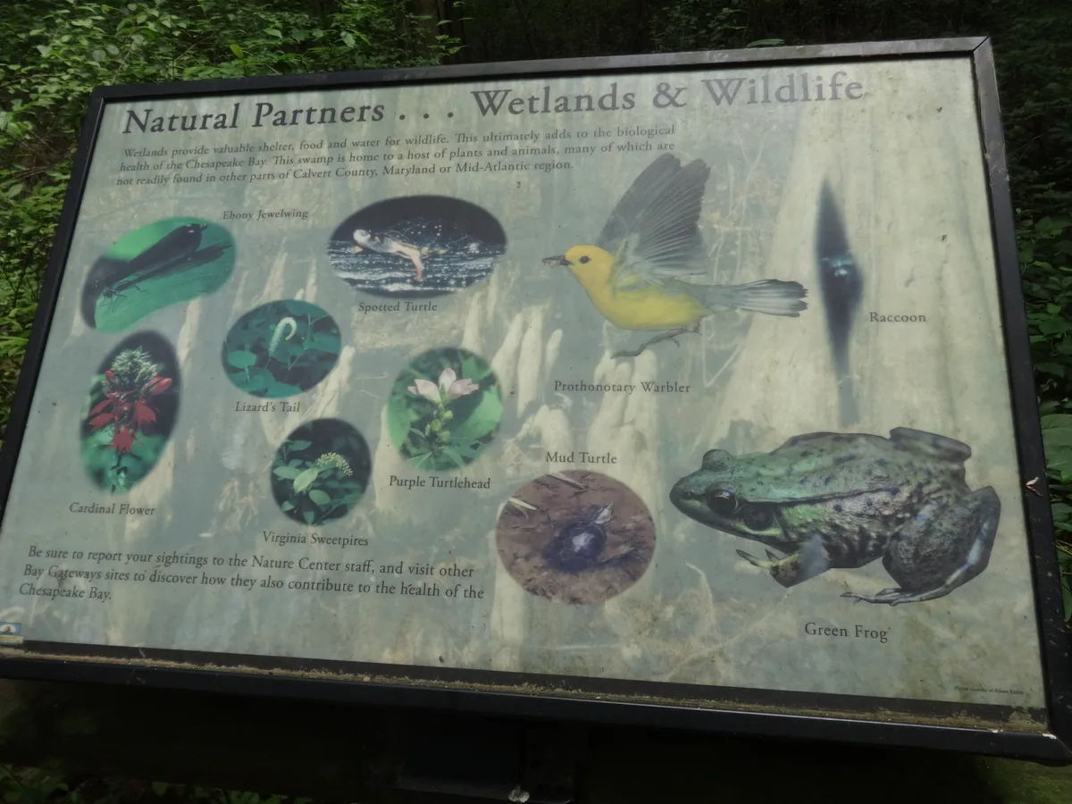 A weathered interpretive sign titled “Natural Partners . . . Wetlands & Wildlife” stands beside dense green swamp foliage, with illustrated birds, frogs, turtles, and wildflowers arranged across a faded cypress-wood background. The sign’s dark frame and sunlit surface give it a slightly aged look in the shady morning forest.
