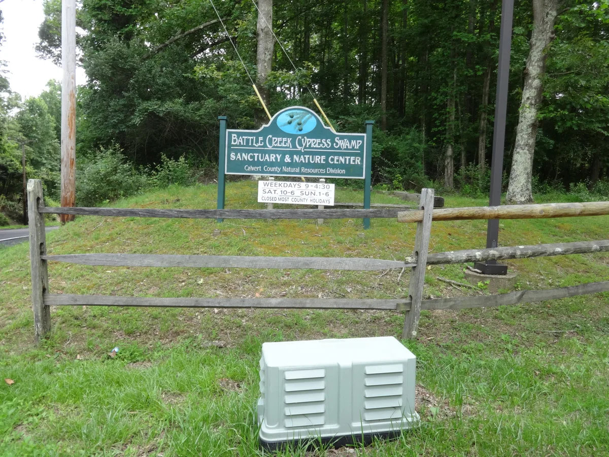 A green Battle Creek Cypress Swamp sign stands behind a weathered wooden fence at the edge of a grassy roadside entrance, with dense summer woods rising behind it. A white utility box sits in the foreground, and the scene is lit by soft morning light.