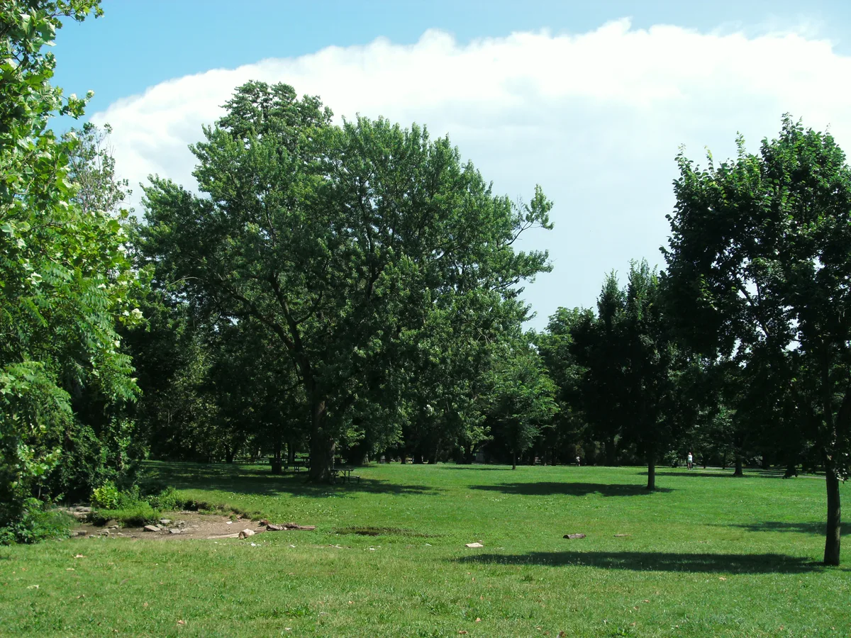 A wide grassy park bordered by tall leafy trees under a bright blue sky with puffy white clouds. The scene feels open and shaded, with a small rocky streambed or drainage area at the left edge and no visible water view in this frame.