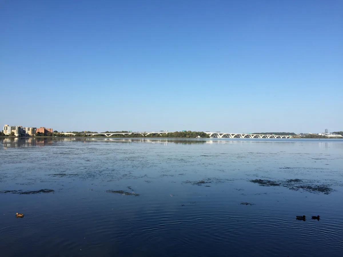 Wide view across the calm Potomac with the Woodrow Wilson Bridge stretching low across the horizon under a clear blue sky. Small ducks drift near the dark foreground water, with distant buildings and shoreline trees lining the far bank.