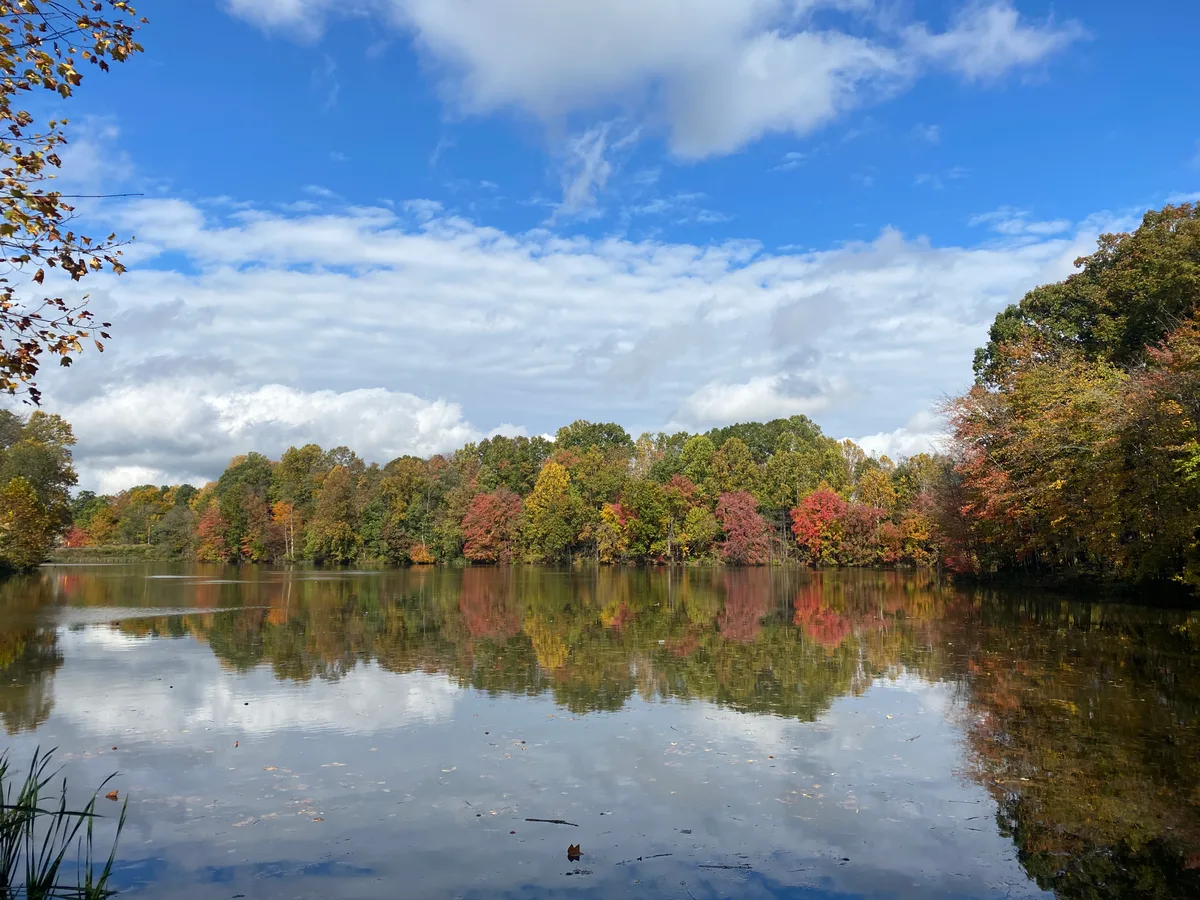 Still water in Little Seneca Lake mirrors a band of autumn trees in reds, golds, and green along the far shore, with a bright blue sky and scattered clouds overhead. The calm scene is framed by branches at the edges and a few reeds in the lower left foreground.