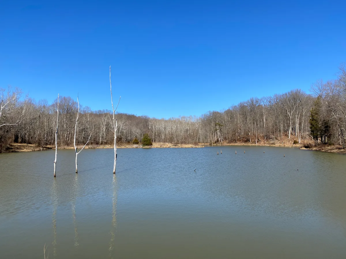 Calm Little Seneca Lake stretches under a clear blue sky, with bare winter trees lining the wooded shoreline and their reflections faintly rippling on the water. Several dead tree trunks rise from the lake near the left side, adding a stark vertical contrast to the open, quiet scene.