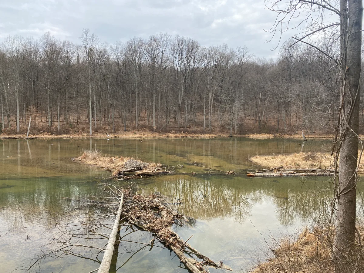Calm Little Seneca Lake reflects a gray winter sky and a line of bare trees along the wooded shoreline. Driftwood, small grassy islands, and a few distant white birds break up the still water in the foreground.