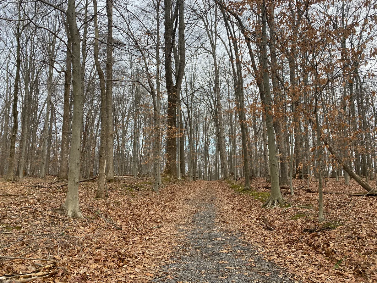A leaf-covered gravel trail leads straight through a quiet winter forest of tall bare trees, with a few brown leaves still clinging to the branches. The scene is muted and still, with overcast light softening the gray trunks and woodland floor.