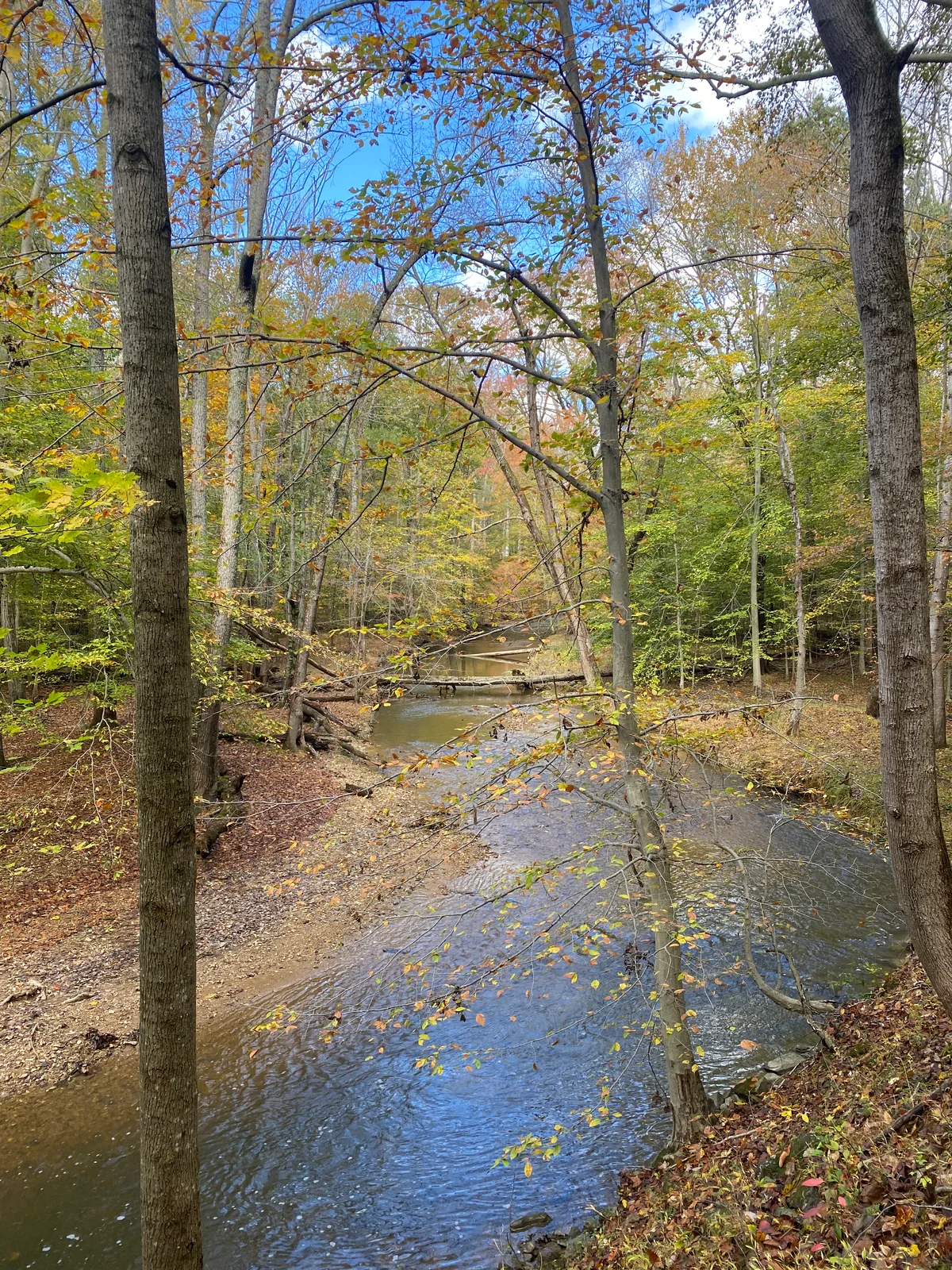 A narrow creek winds through a wooded ravine, framed by tall tree trunks and thin branches with early autumn leaves. Fallen logs span the water, and the dark current reflects patches of blue sky between the trees.
