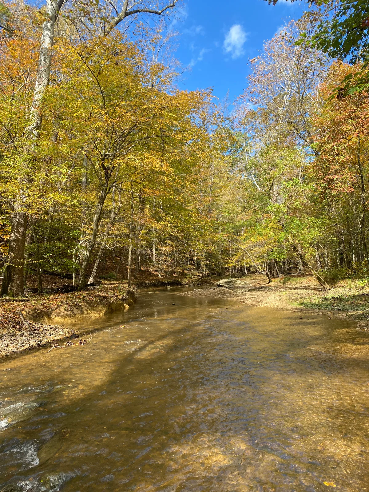 A shallow creek winds through a quiet wooded ravine, with clear water reflecting golden autumn leaves and a bright blue sky. Sunlight picks out the sandy banks and tall trees on both sides, creating a calm fall scene.