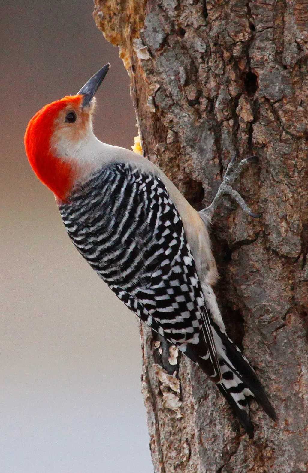 A red-bellied woodpecker clings to the rough bark of a tree trunk, its bright red head and black-and-white barred back sharply lit against a soft blurred background. The close-up composition highlights the bird’s profile, zygodactyl foot, and the textured bark along the right side of the frame.