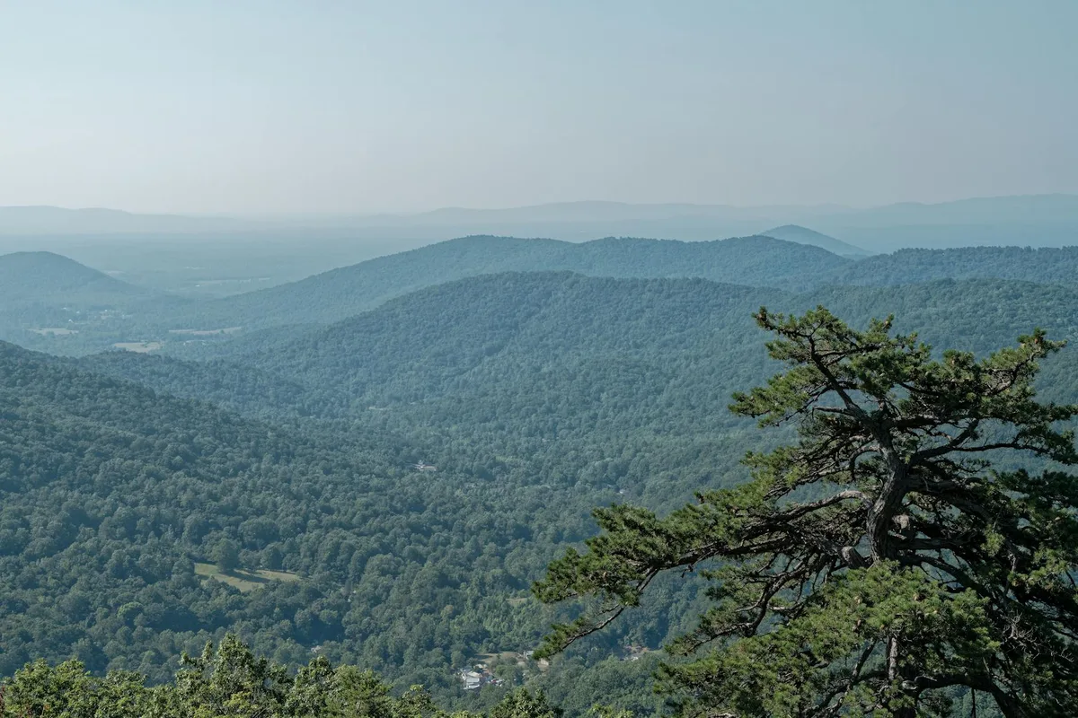 Sweeping view from Blackrock Summit over layered blue-green ridges and a hazy Shenandoah Valley, with a windswept pine framing the right side of the scene. Soft morning light flattens the distant mountains into pale bands under a clear sky.