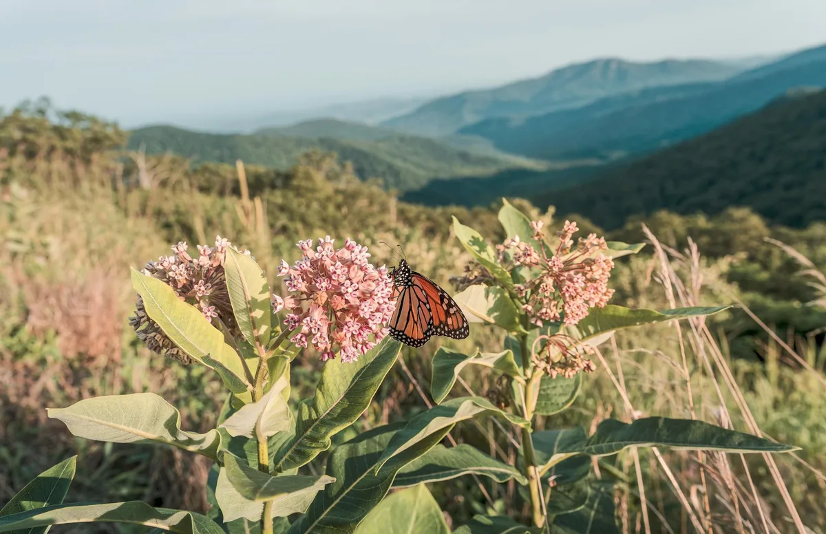 Pink milkweed blossoms and broad green leaves fill the foreground, with a monarch butterfly perched on a flower cluster in warm sunrise light. Soft-focus Blue Ridge mountains and layered valleys stretch into the hazy distance behind them.