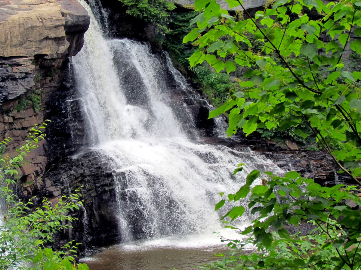 White water from Blackwater Falls spills over a dark sandstone ledge into a pool below, framed by bright green leaves in the foreground. The close view shows the waterfall’s frothy plunge and layered rock face, with dense forest edging the canyon.