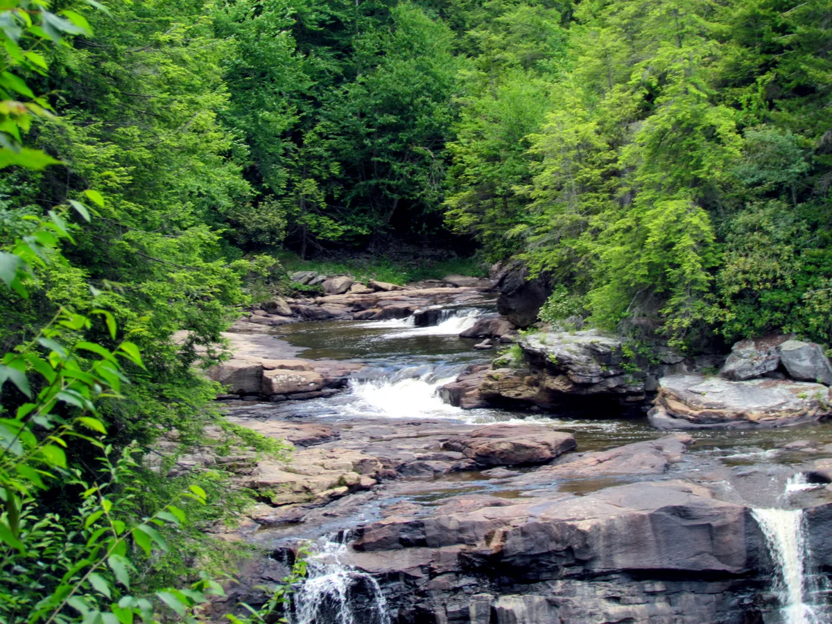 Blackwater River spills in a series of small white cascades over layered rock ledges, framed by dense bright-green hemlocks and hardwoods. The scene feels lush and secluded, with the dark water winding through the shaded canyon.