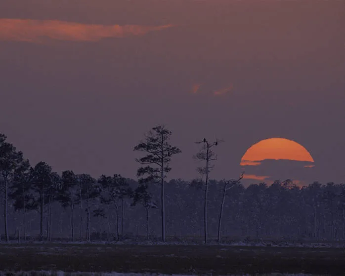 The sun glows orange as it dips behind a dark line of marsh trees, casting a dusky purple haze over the Blackwater wetlands. Tall, bare tree trunks and a few sparse crowns stand in silhouette against the misty horizon.