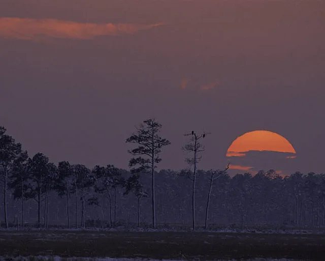 The orange sun hangs low over a dark line of marsh trees, casting a warm glow across the misty Blackwater wetlands. Silhouetted pines and bare trunks stand against a purple-gray sky, with the reflective water and reeds fading into the foreground.