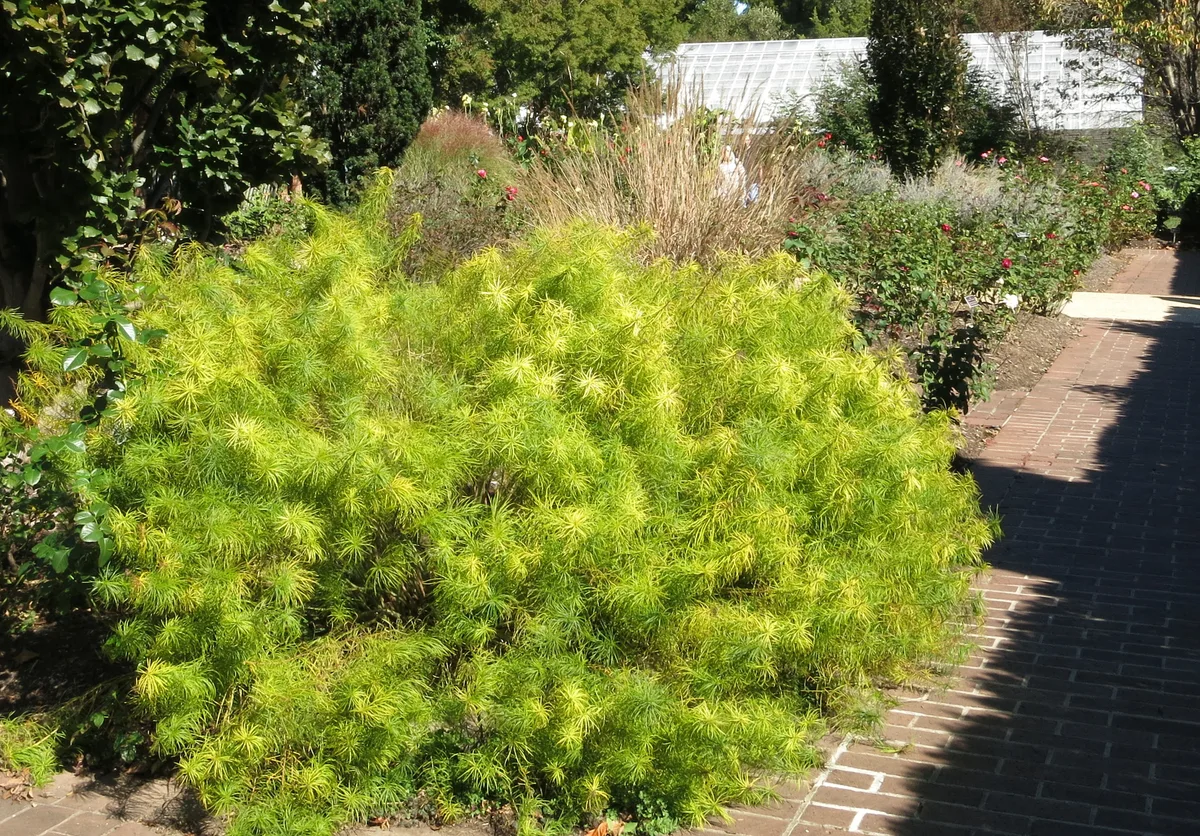 A bright lime-green shrub fills the foreground beside a brick garden path, its fine, feathery foliage glowing in midday sun. Behind it, rose bushes and ornamental grasses lead toward a white greenhouse, with deep shadows edging the walkway.