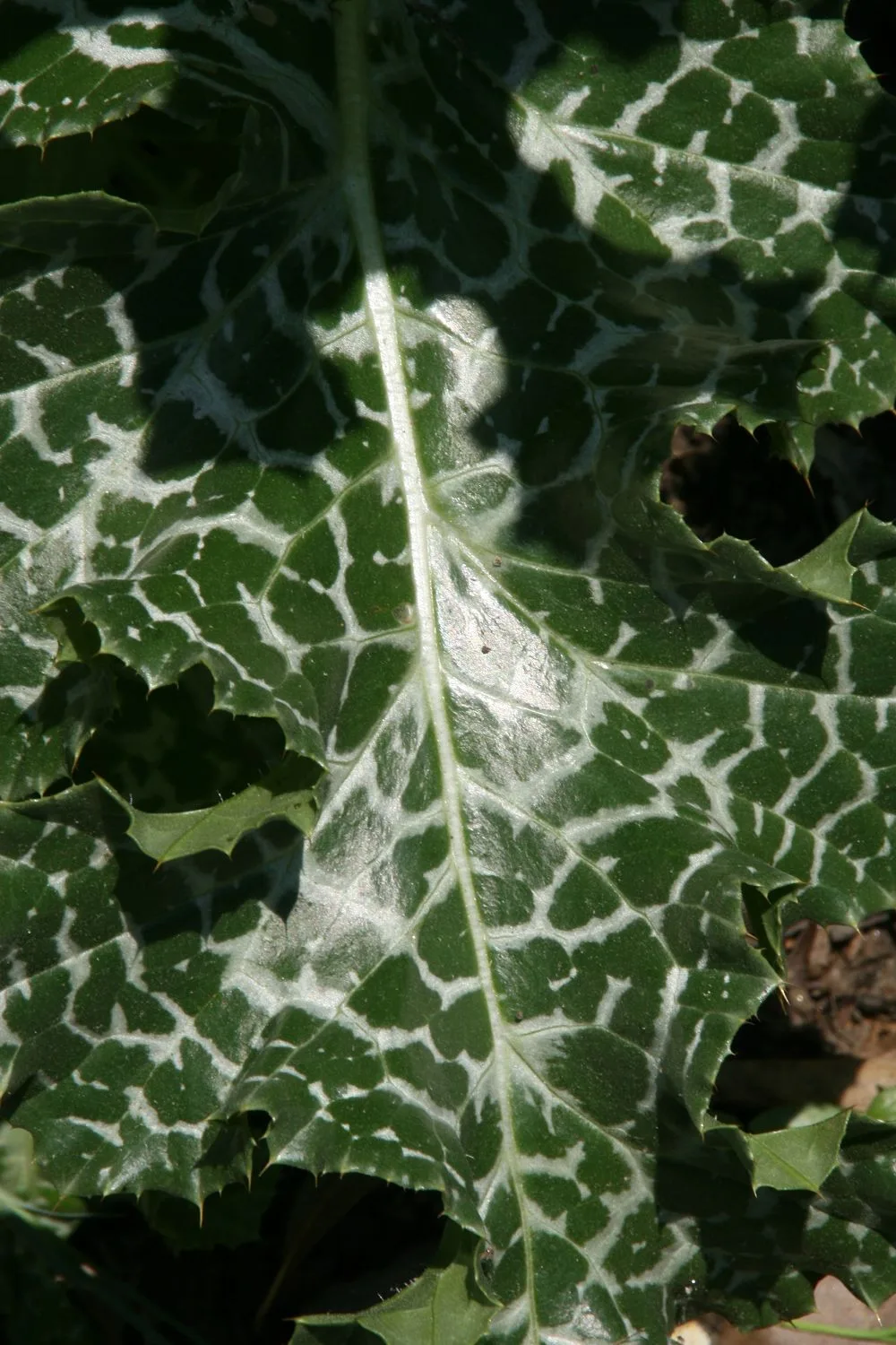 Close-up of a glossy, dark green holly-like leaf with jagged edges and striking white marbling, lit by bright midday sun. The frame fills with overlapping leaves and deep shadows, emphasizing the leaf’s textured veins and variegated pattern.