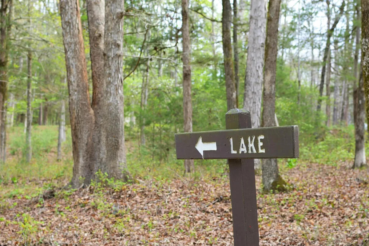 A brown wooden trail sign with a white left-pointing arrow and the word “LAKE” stands in a quiet deciduous forest, surrounded by tall tree trunks and a leaf-covered ground. Soft morning light filters through fresh green understory, giving the scene a calm spring feel.