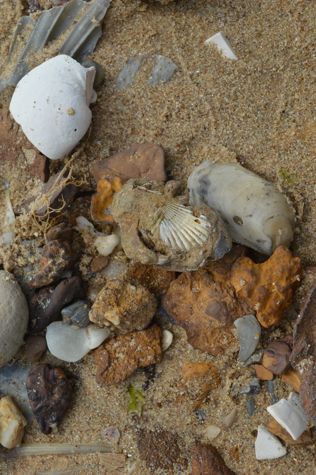 Close-up of a sandy beach scattered with weathered fossil fragments, including shell imprints, shark teeth, and rounded stone-like pieces in tan, gray, rust, and white. The tight composition highlights the texture of the grainy sand and the mixed collection of eroded fossils washed up along Calvert Cliffs.