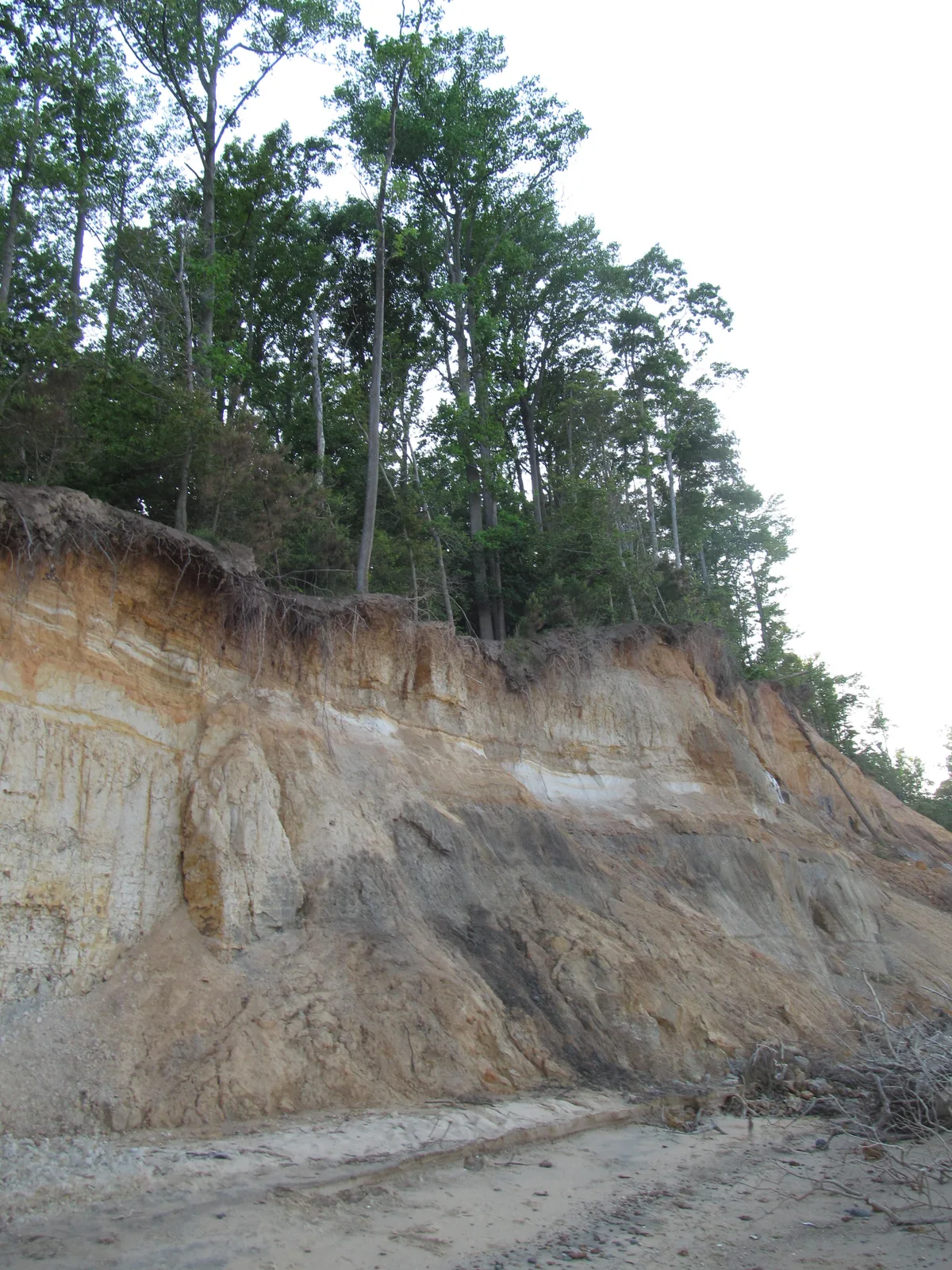 Steep tan-and-white sediment cliffs rise above a narrow sandy beach, with tall green trees growing along the eroded bluff top. The low light softens the layered rock face and scattered driftwood at the shoreline.