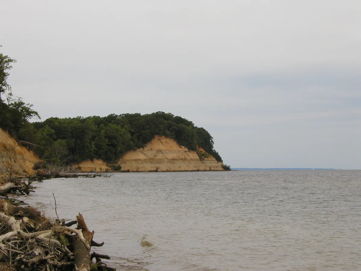 Steep tan fossil cliffs topped with dense green trees drop into the gray Chesapeake Bay, with a drift of weathered logs and branches along the rocky shoreline in the foreground. The scene is overcast and quiet, with the cliff face stretching across the center of the frame.