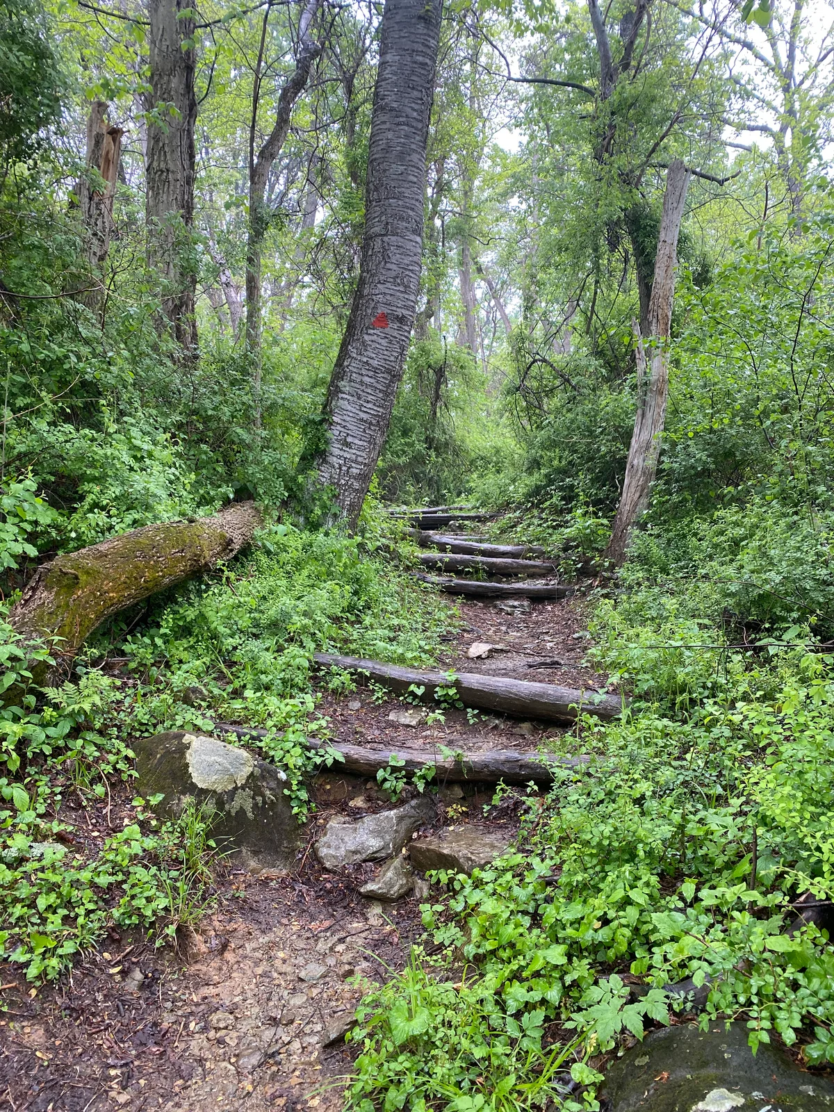 A narrow, muddy trail climbs through dense green woodland, with rough log steps, mossy rocks, and a leaning trunk marked by a red blaze. The scene feels damp and enclosed beneath a leafy canopy, with tall hemlock and hardwoods crowding the path.