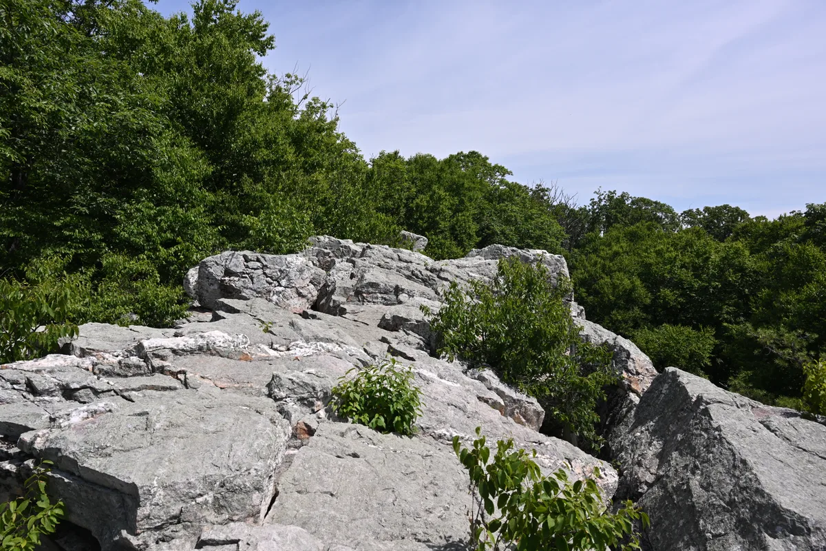 Broad gray rock outcrops fill the foreground, their cracked, sunlit surfaces dotted with small green shrubs and framed by dense summer trees. A pale blue sky hangs above the wooded ridge, giving the scene a quiet, open overlook feel.
