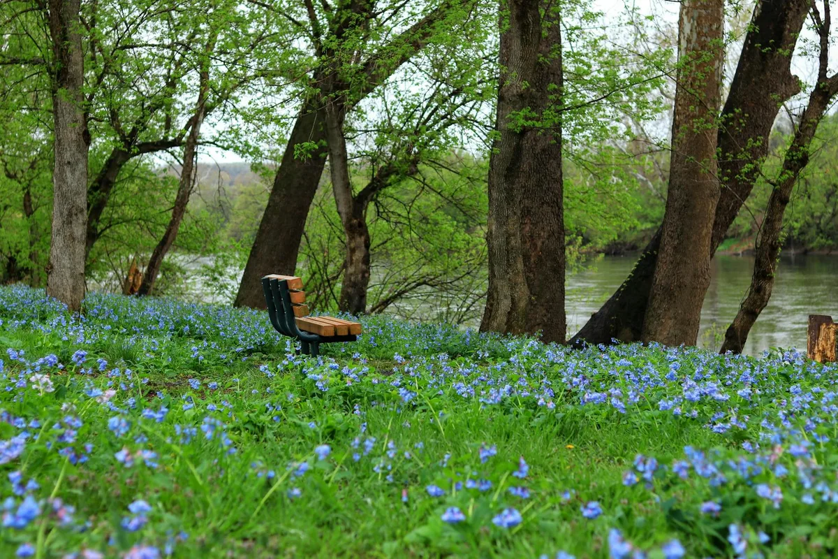 A lone wooden bench sits in a lush meadow of blue wildflowers beneath tall trees beside a calm river. Soft green spring foliage fills the scene, with the water and far bank visible through the trunks.