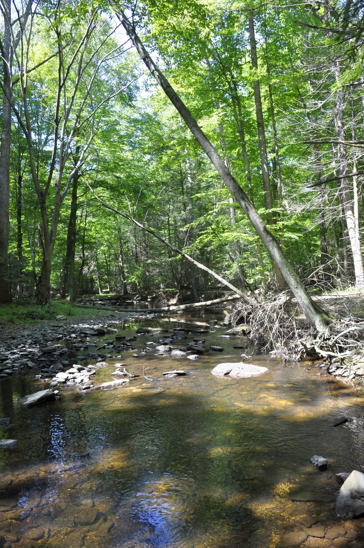 A shallow, clear stream winds through a dense green forest, with sunlight flickering on the water and rocks. Slender tree trunks lean over the creek, and fallen branches and pebbles line the shaded banks.