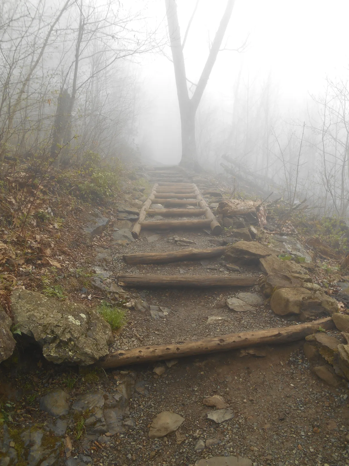 A steep, muddy trail climbs through thick fog on a wooded hillside, with rough log steps and scattered rocks leading uphill beneath bare trees. The scene feels damp and quiet, with the path fading into bright mist ahead.