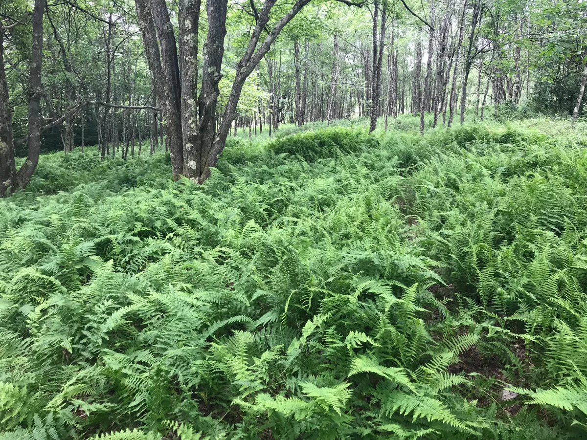 Dolly Sods Wilderness