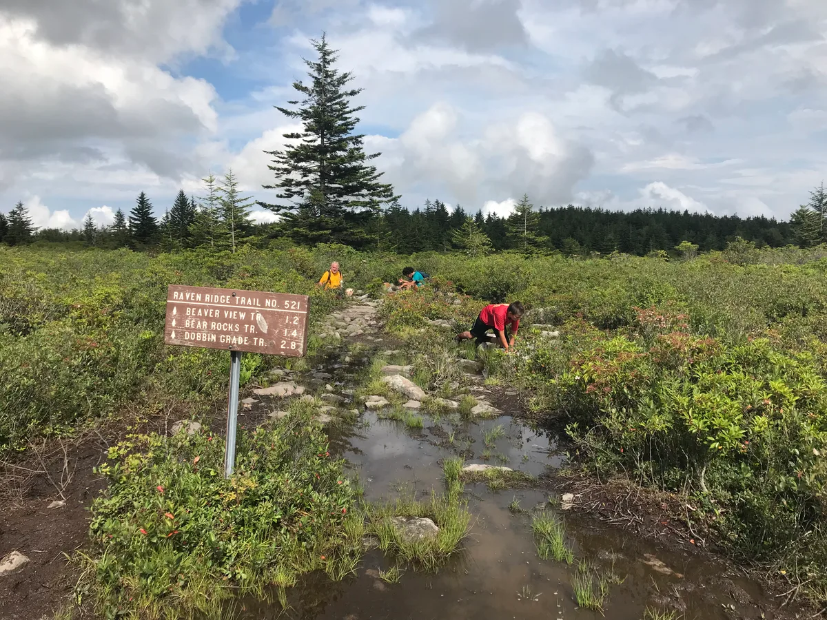 A muddy, rock-strewn trail cuts through low heath and puddles on Dolly Sods, with hikers moving past a weathered Raven Ridge trail sign under a big sky of thick, sunlit clouds. A lone spruce rises above the shrubland, emphasizing the open, windswept plateau.