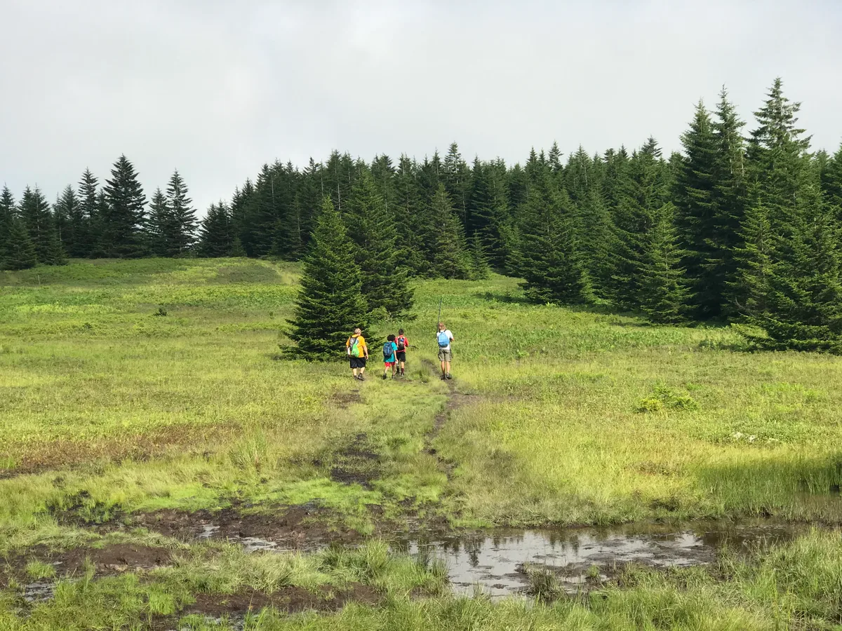 Hikers with bright backpacks follow a muddy trail across a wet, grassy heath bald toward a dense line of dark spruce trees. The wide, open plateau sits under a pale overcast sky, with shallow puddles reflecting the light in the foreground.