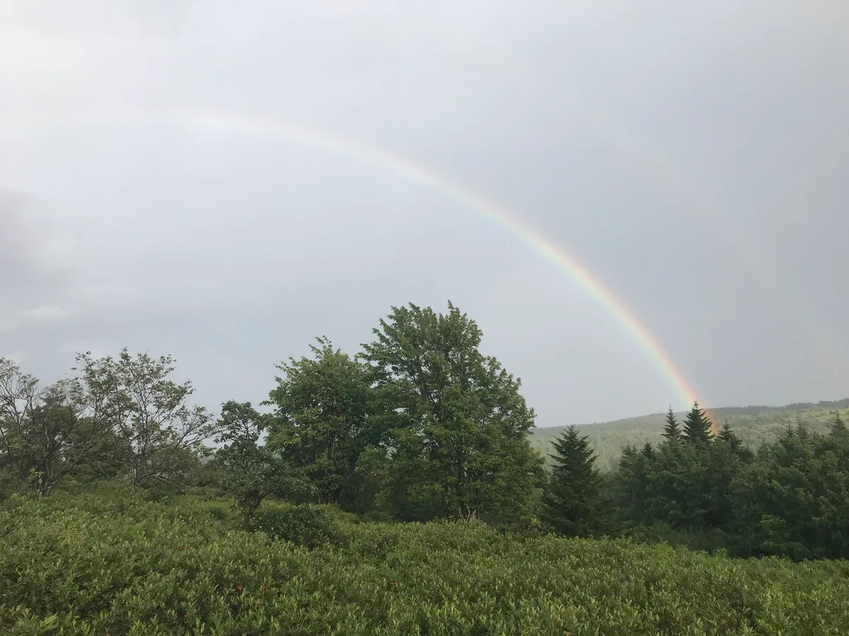 A faint rainbow arcs across a pale, misty sky above the windy green plateau, with dense heath and scattered spruce and hardwood trees in the foreground. Low hills fade into the distance under soft, overcast light.