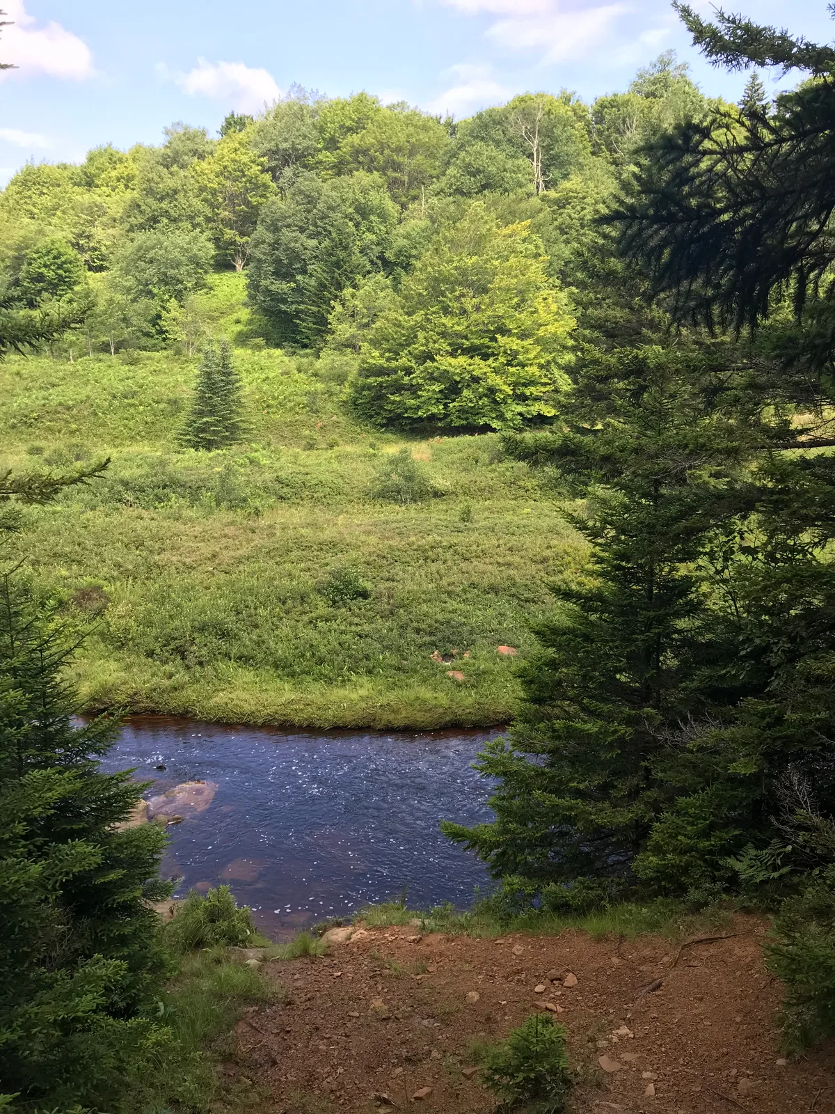 A calm mountain stream curves through a lush green valley, framed by dark spruce branches in the foreground and dense summer forest on the far hillside. Bright daylight and a patch of blue sky give the scene a soft, open feeling.