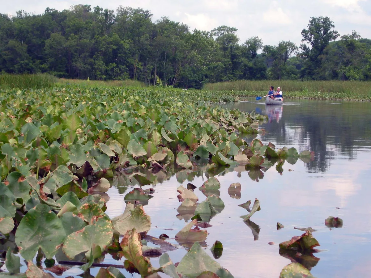 A canoe with two people glides through a calm tidal marsh, surrounded by broad green water plants and their reflections in the still water. Dense summer trees line the horizon under a pale, hazy sky.