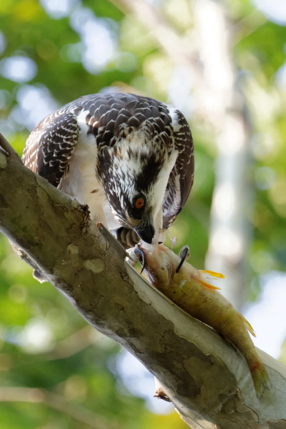 An osprey perches on a diagonal tree limb, bending over a freshly caught fish with its orange eye fixed on the prey. Soft green foliage blurs in the background, with warm sunlight highlighting the bird’s mottled feathers.