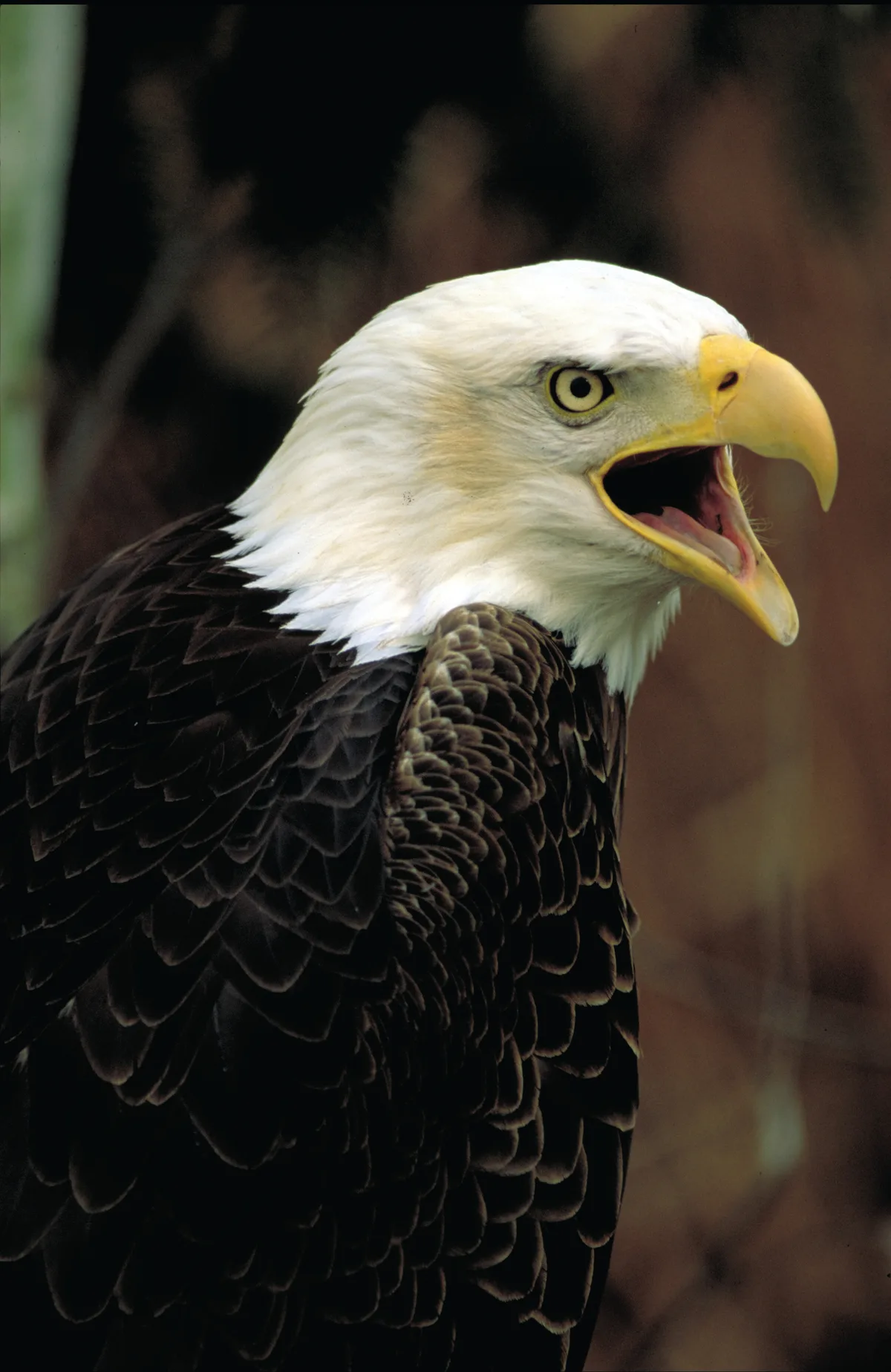 Close-up of a bald eagle with its beak open mid-call, showing a bright yellow eye and hooked bill against a soft, blurred background. The crisp white head and layered dark brown feathers are sharply lit, giving the portrait a strong, detailed focus.