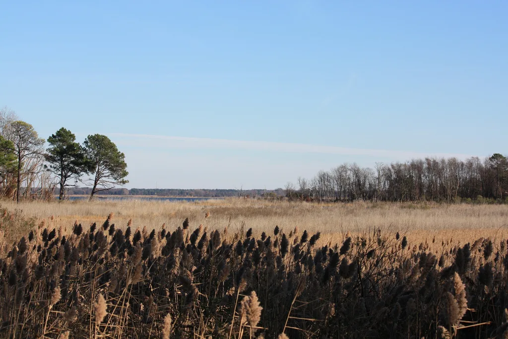 Sunlit marsh grasses and cattails fill the foreground, with a broad band of pale reeds stretching toward a low tree line and a strip of blue water beyond. The scene feels open and quiet under a clear spring sky, with a few windswept trees framing the island landscape.