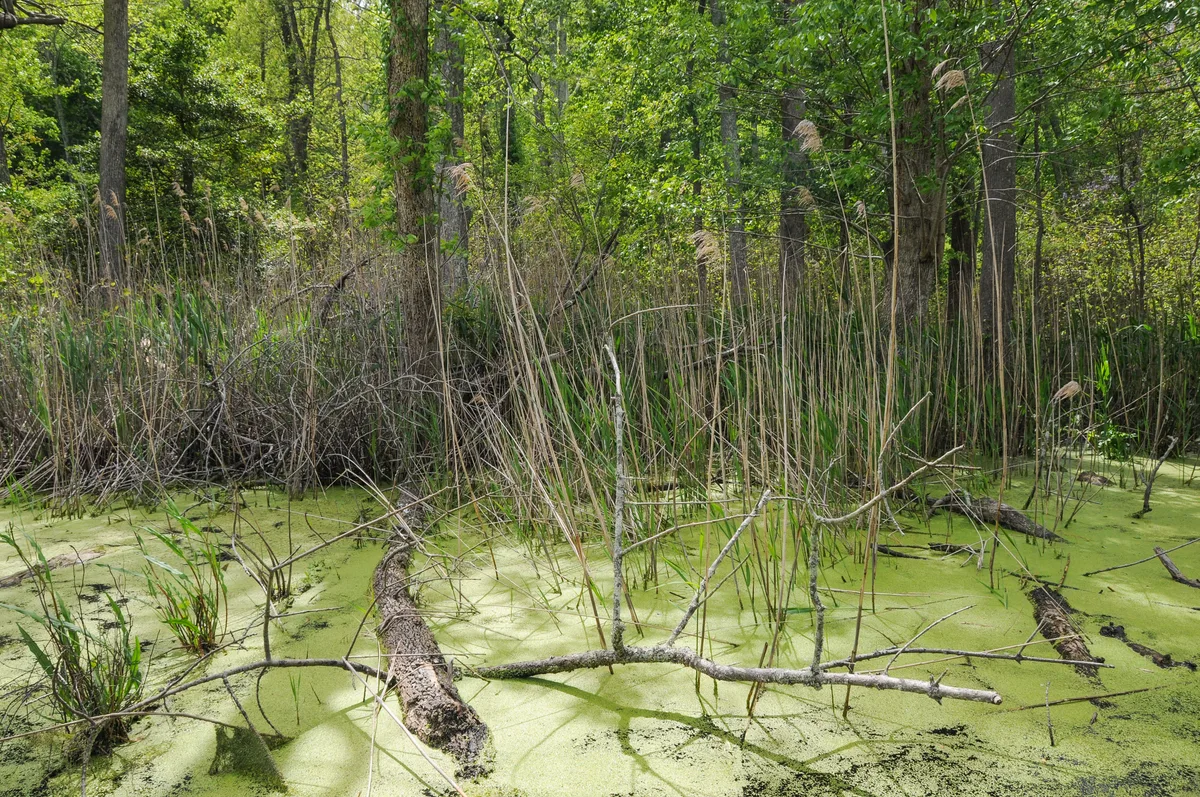 A quiet woodland pond is covered in bright green duckweed and scattered with fallen branches and reeds, with sunlit trees rising thickly around the water. The scene feels lush and still, more forest wetland than beach, under soft late-day light.