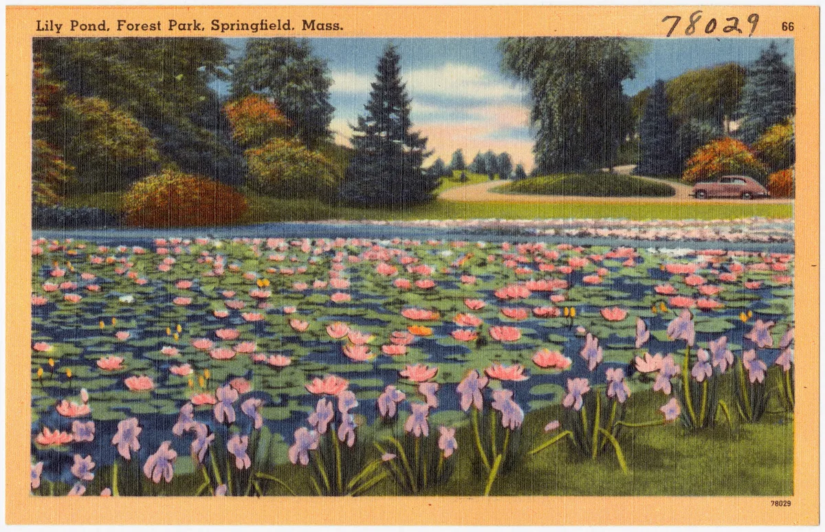 A broad lily pond fills the foreground with pink and lavender blossoms, while a curving road, a parked vintage car, and dense evergreens frame the park beyond. Soft warm light and a painted postcard look give the scene a calm, late-day feel.