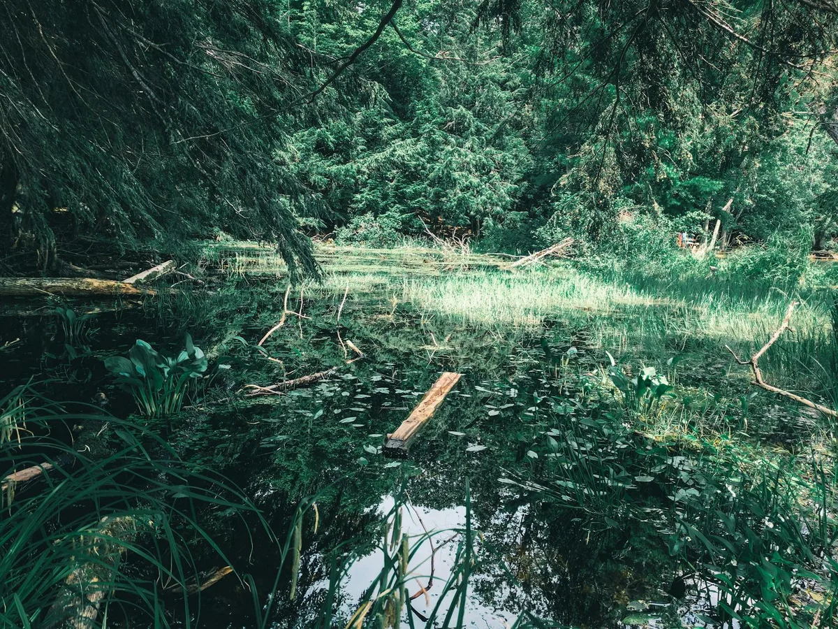 A shallow, still pond sits in dense coastal woodland, with dark evergreen branches framing the scene and bright reeds and grasses catching soft golden light. Fallen logs and floating debris break up the reflective water, giving the quiet wetland a wild, untouched feel.