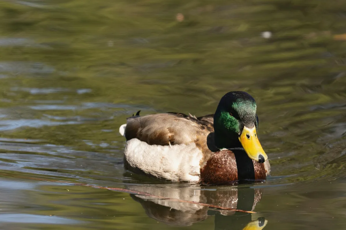 A male mallard floats on calm, greenish water, its iridescent head and yellow bill sharply lit against a softly blurred pond surface. Ripples and a clear reflection frame the duck in a tight, natural close-up.